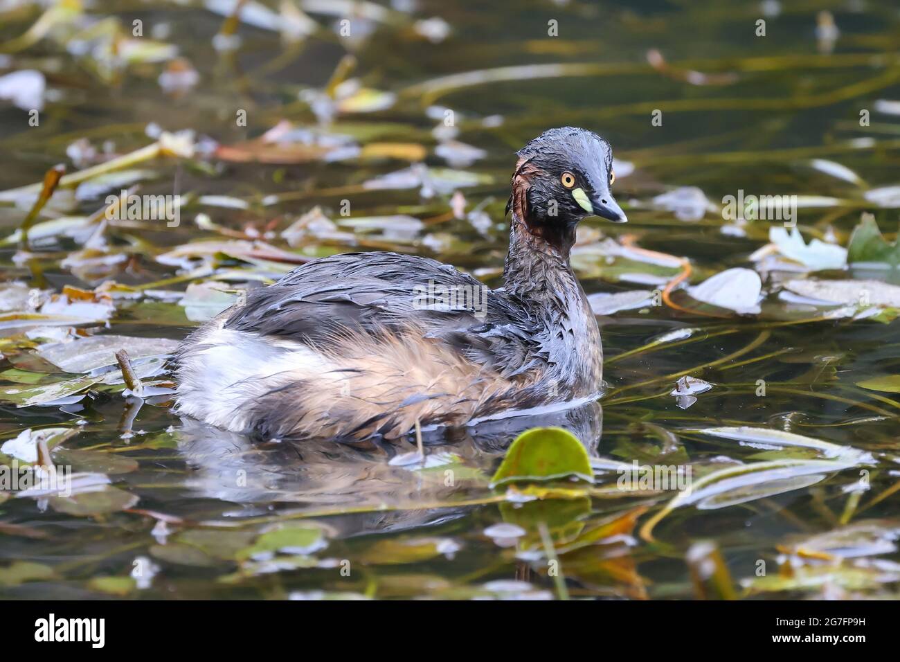 Grebe Australasien sur l'étang de reedy Banque D'Images