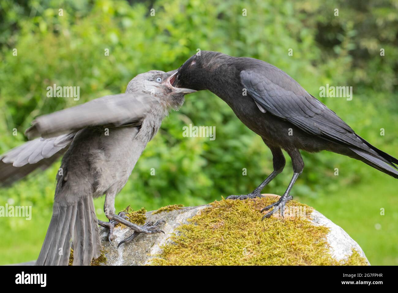 Jackdaws (Corvus monedula). Les deux juvéniles de l'année, de différents nids. Mutation grise, aberrante, oiseau à gauche, adoptant une posture de mendicité pour être nourri Banque D'Images