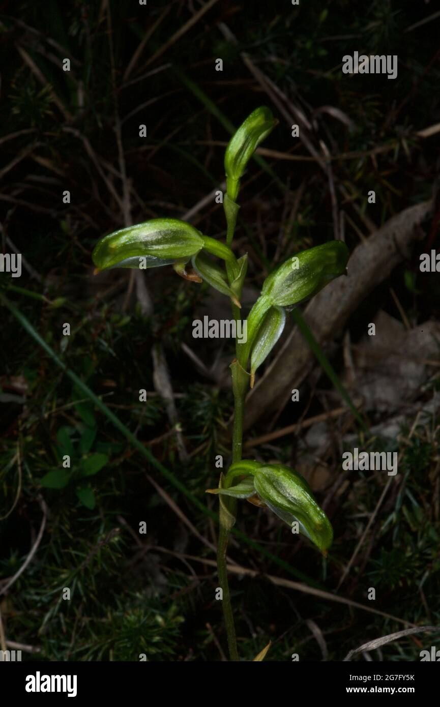 Un Tall Greenhood (Pterostylis longifolia), fraîchement ouvert, a une belle brillance brillante, qui s'estompe rapidement. J'ai trouvé celui-ci à la réserve de Baluk Willam. Banque D'Images