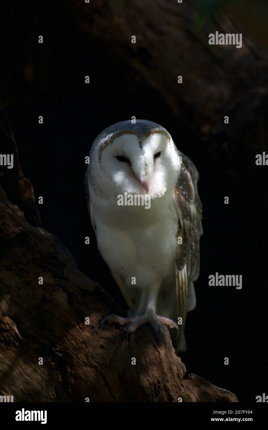 Une Barn Owl (Tyto Alba) se trouve dans son trou de nid dans un arbre mort au sanctuaire de Healesville, à Victoria, en Australie, et accueille les visiteurs avec une étase. Banque D'Images