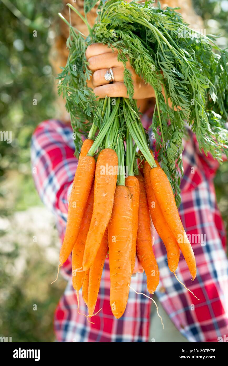 Femme tenant et montrant beaucoup de carottes naturelles orange - nature et bio alimentation bio bio concept de nutrition saine avec des légumes purs de travail agricole Banque D'Images