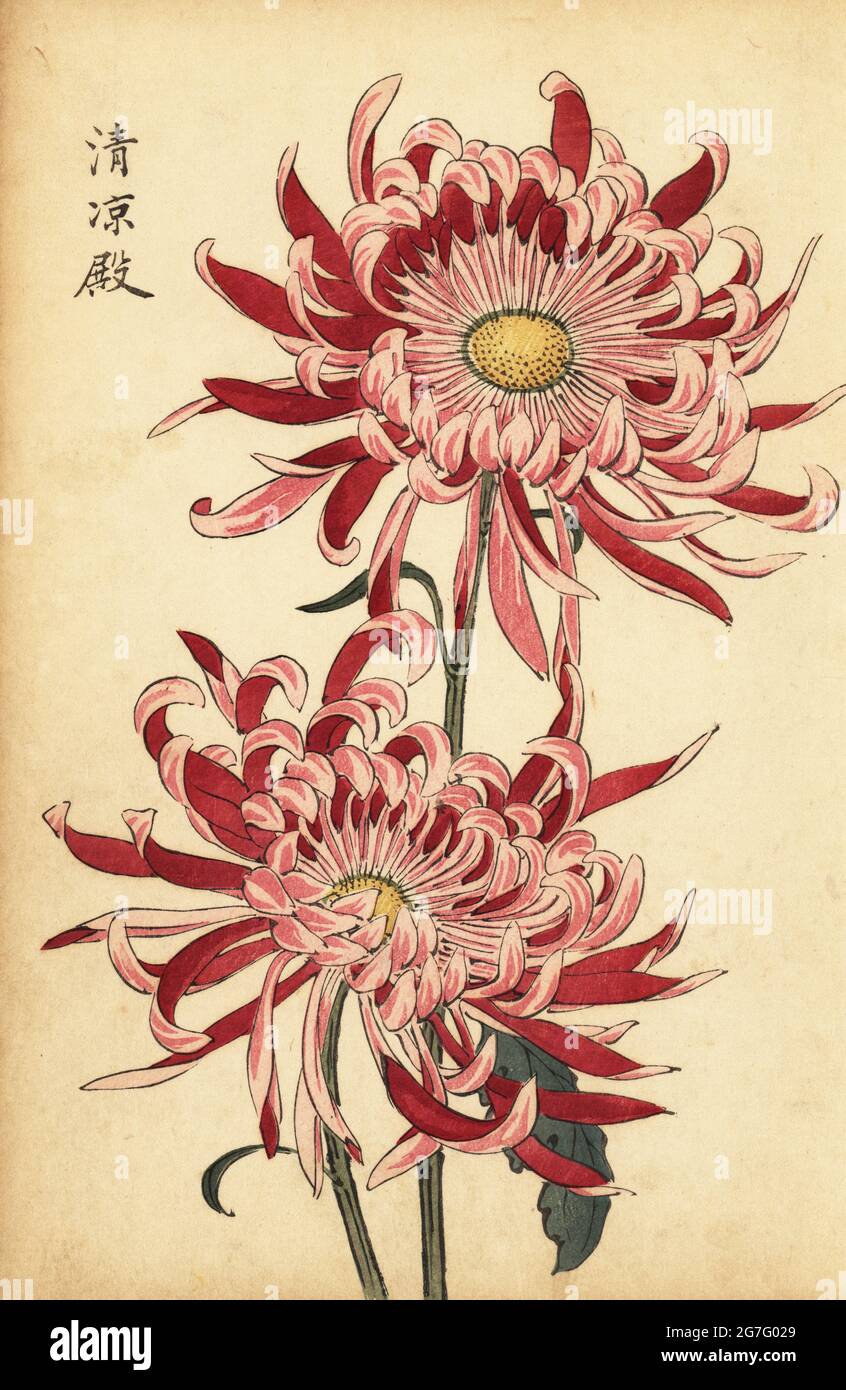 Araignée hybride rose et écarlate chrysanthemum, Chrysanthemum indicum. Impression de blocs de bois de couleur main d'après Keika Hasegawa de Keika Hyakugiku, Keika's 100 Chrysanthemums, publié par Naosaburo Yamada, Kyoto, Japon, 1893. Keika Hasegawa a dessiné des fleurs et des motifs pour le kimono à Kyoto dans les dernières années du XIXe siècle. Banque D'Images