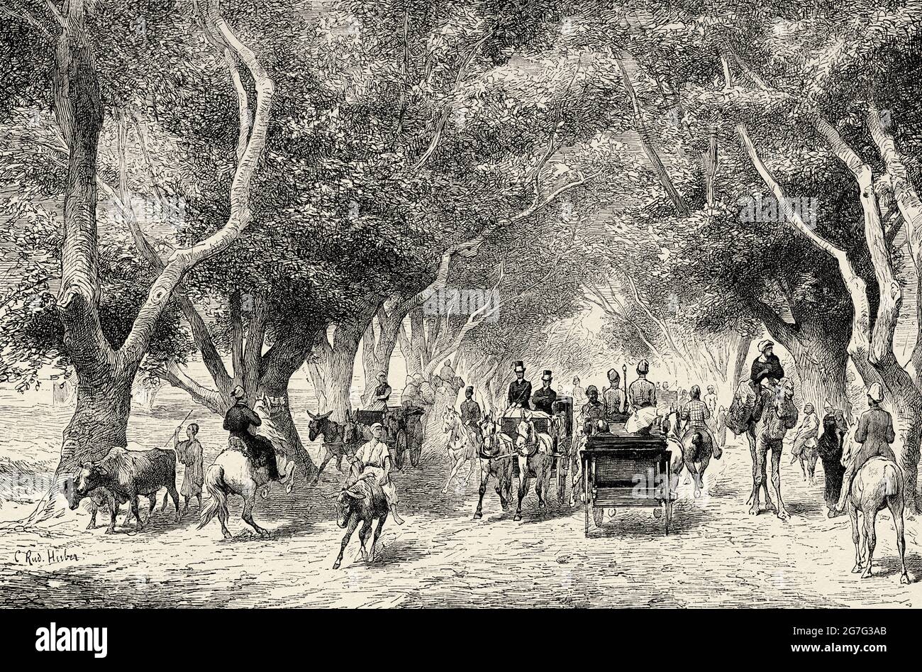 Grande avenue de peupliers à Shoubra, le Caire. Égypte, Afrique du Nord. Ancienne illustration gravée du XIXe siècle d'El Mundo Ilustrado 1880 Banque D'Images