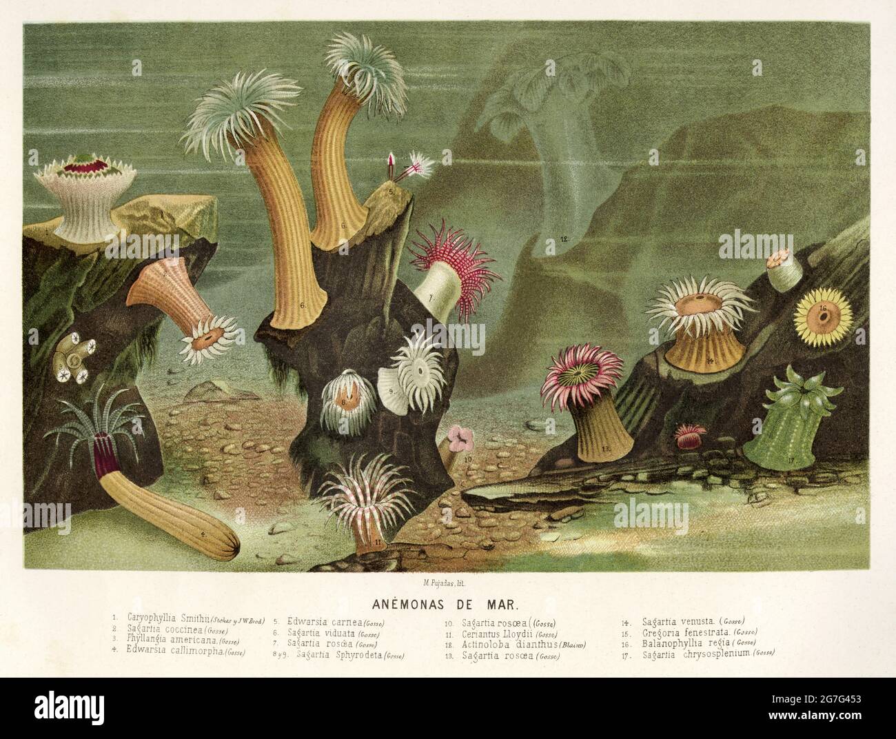 Anémone de mer. Ancienne lithographie de couleur du XIXe siècle illustration de El Mundo Ilustrado 1880 Banque D'Images