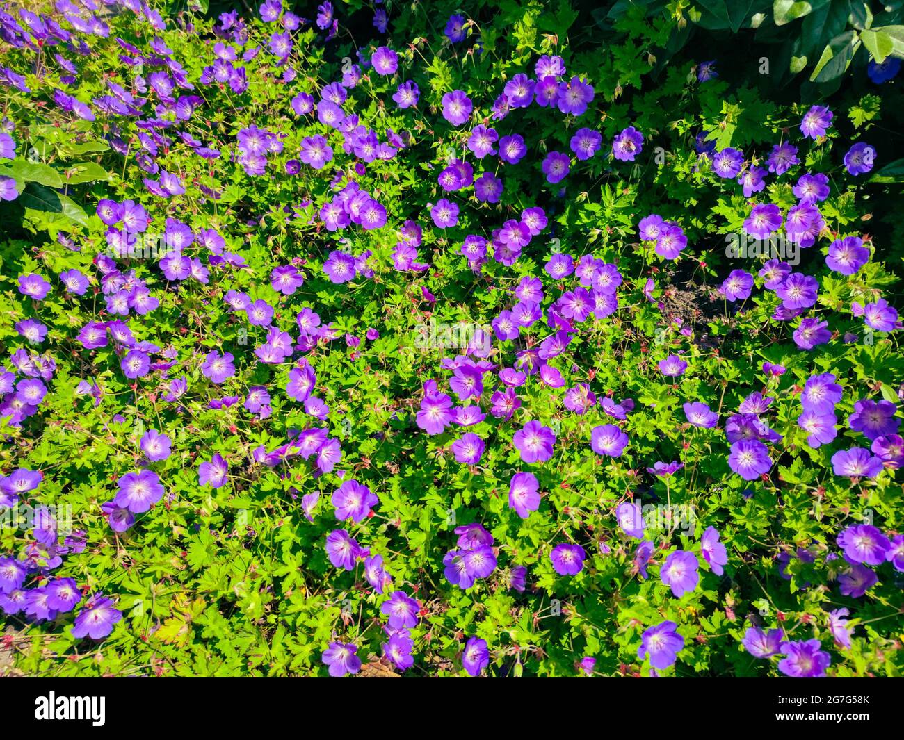 une myriade de fleurs de géranium de couleur violette dans un jardin Banque D'Images