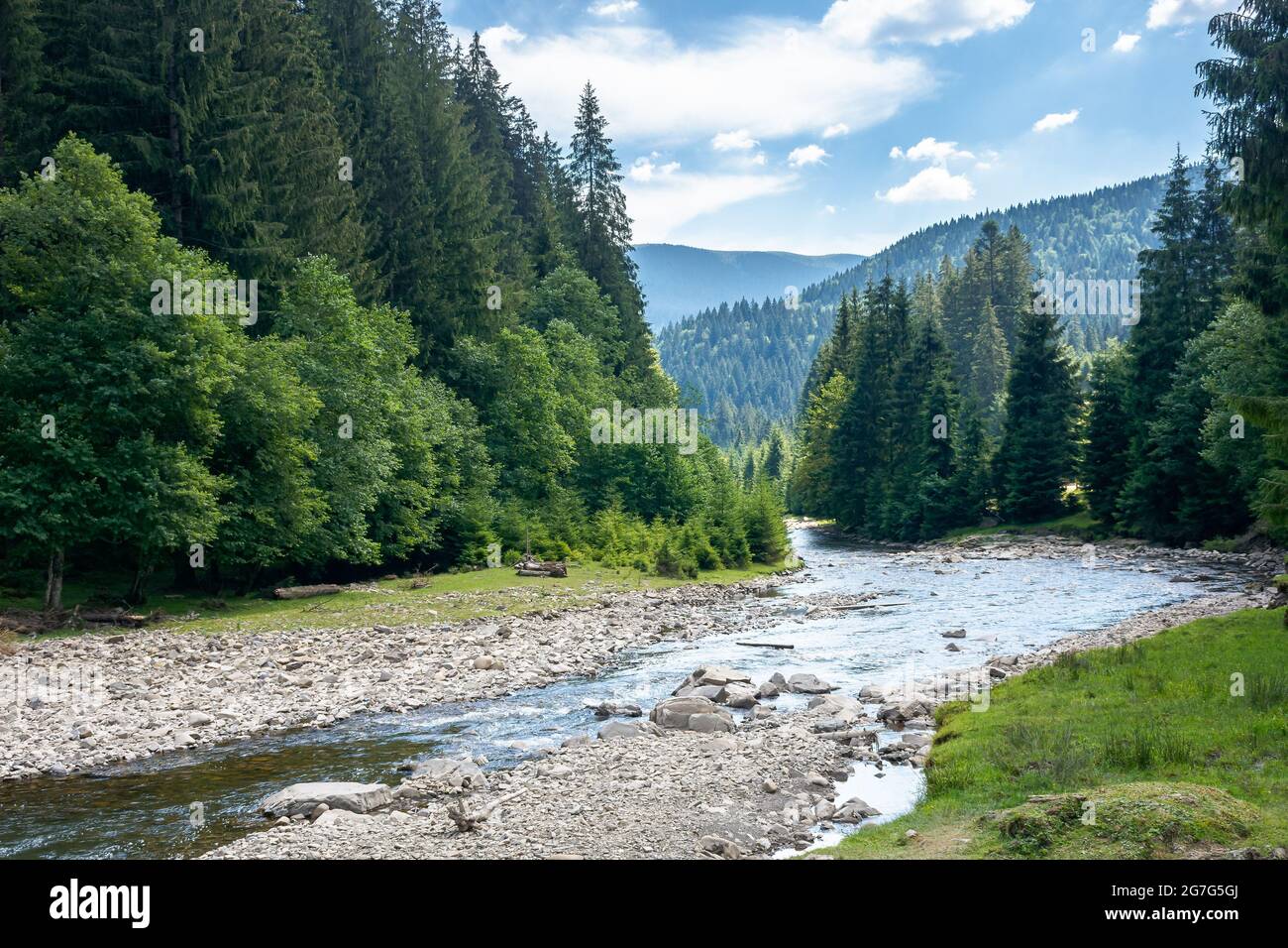 la rivière de montagne traverse une vallée boisée. paysage de campagne par jour d'été. arbres et pierres sur la rive. problème écologique avec faible ammount de w Banque D'Images
