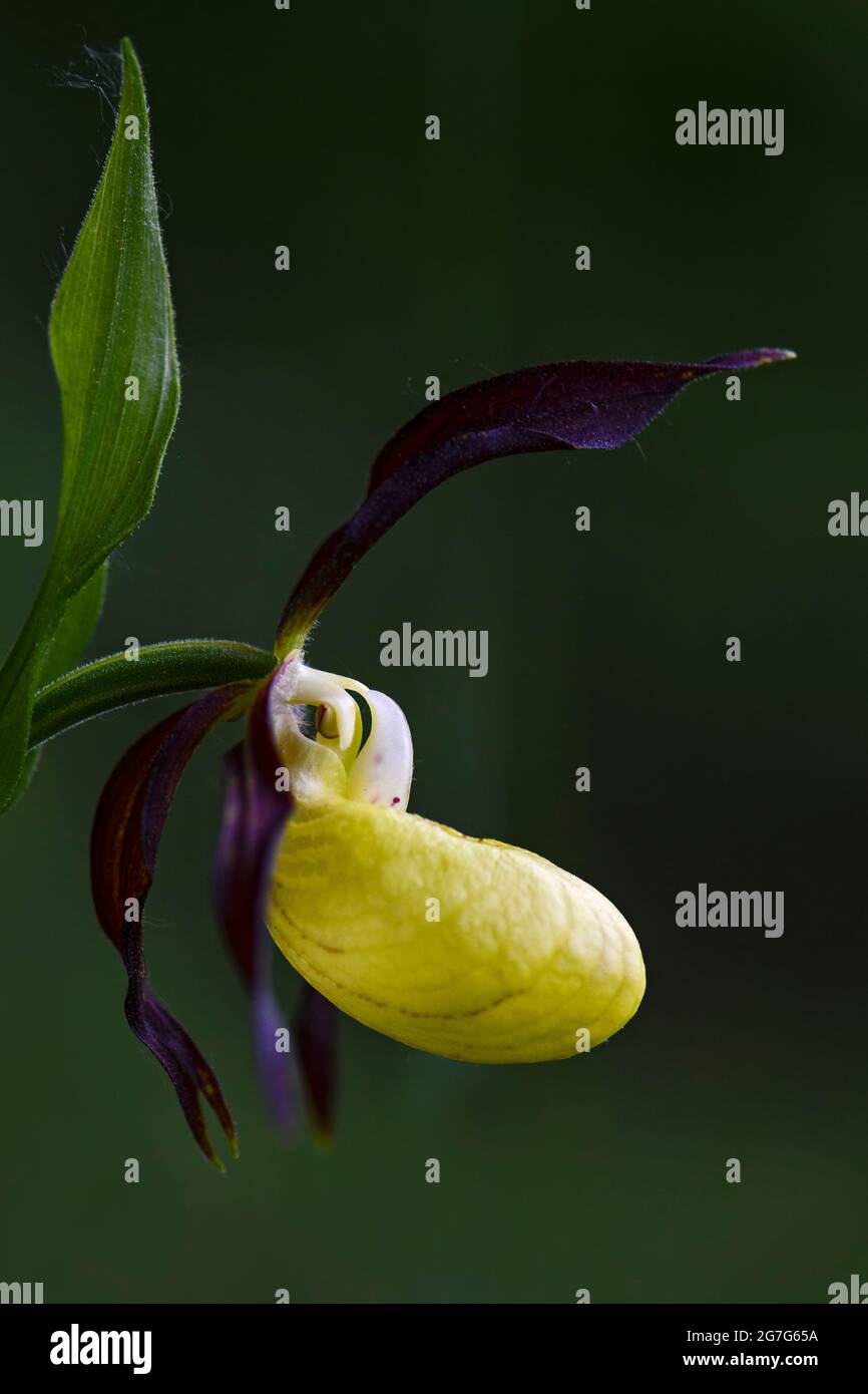 Yellow Lady's Slipper - Cypripedium calceolus, belle plante à fleurs de couleur des forêts et des forêts européennes, République tchèque. Banque D'Images