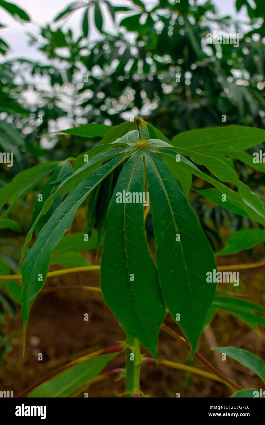Voir les feuilles de manioc de près Banque D'Images