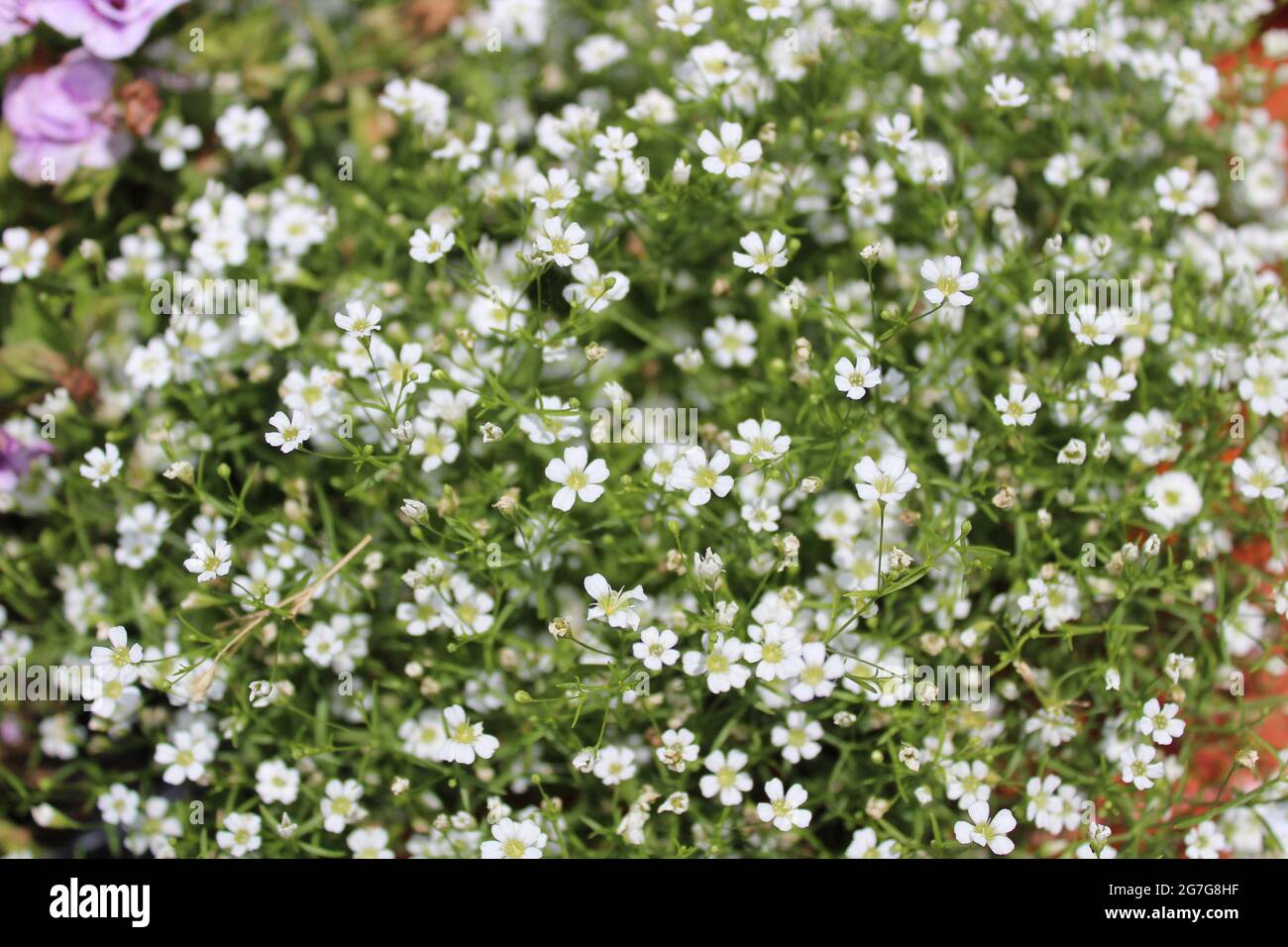 souffle de bébé dans le jardin Banque D'Images