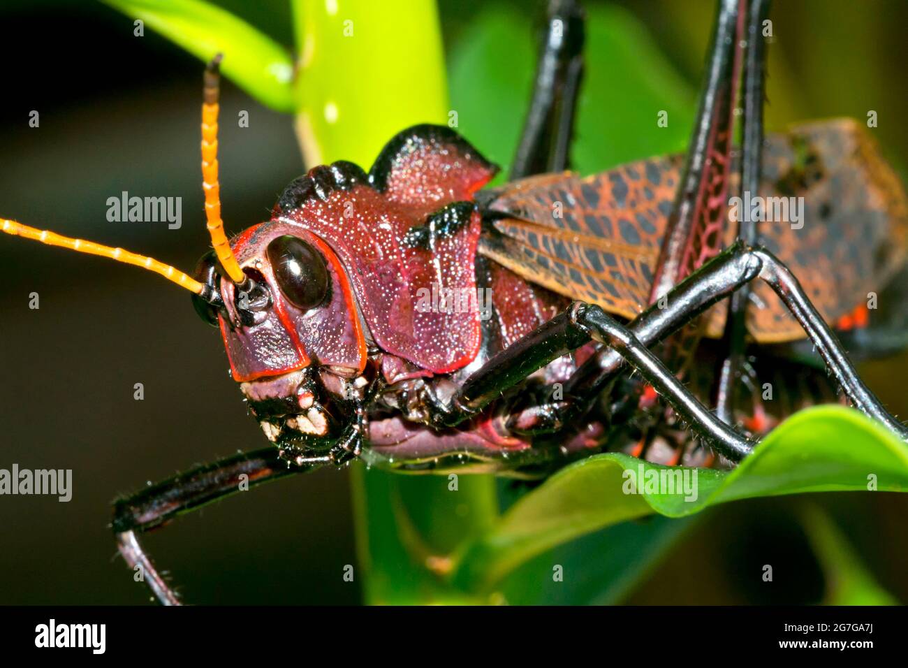 Grasshopper tropical, Forêt tropicale, Costa Rica, Amérique centrale, Amérique Banque D'Images