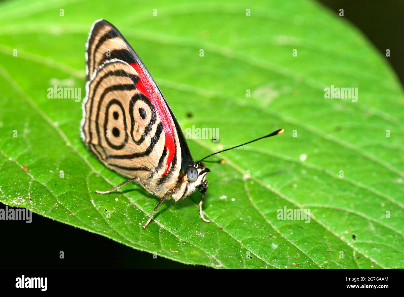 Papillon tropical, forêt tropicale, bassin de la rivière Napo, Amazonie, Equateur, Amérique Banque D'Images