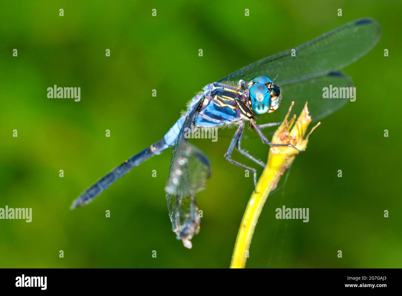 Dragonfly, forêt tropicale, parc national Marino Ballena, Uvita de Osa, Puntarenas, Costa Rica, Amérique centrale, Amérique Banque D'Images