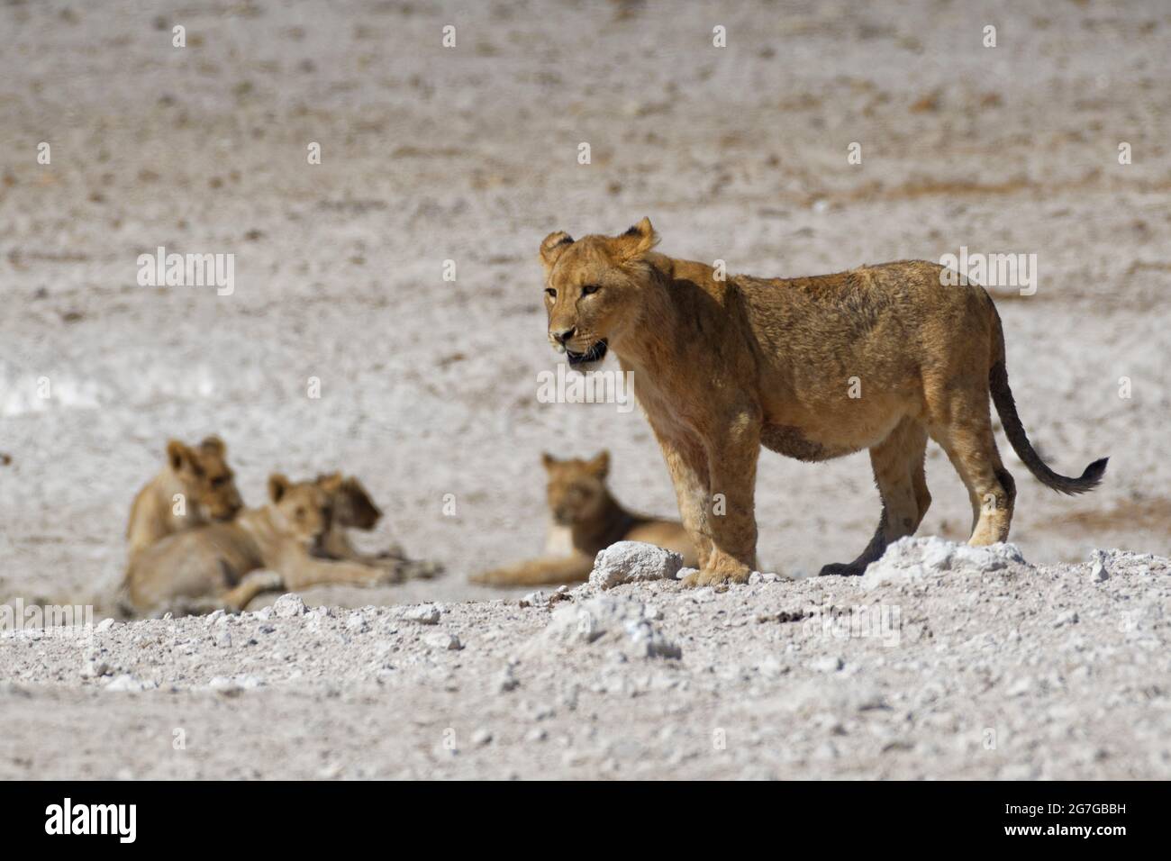 Lion africain (Panthera leo), jeune homme debout à l'affût du trou d'eau, Parc national d'Etosha, Namibie, Afrique Banque D'Images