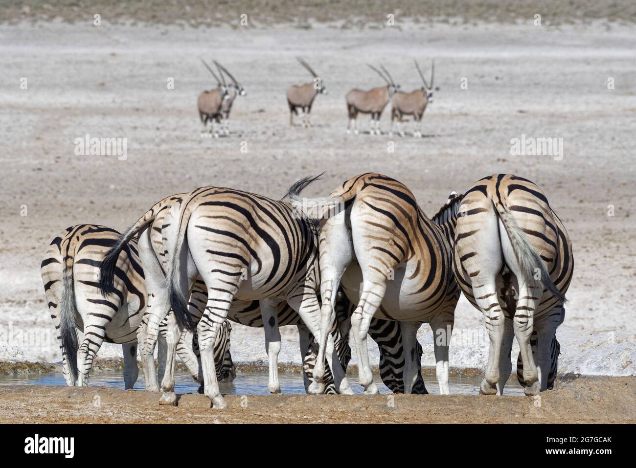 Zèbres de Burchell (Equus quagga burchellii) buvant au trou d'eau, gemsboks (Oryx gazella) debout loin derrière, Parc national d'Etosha, Namibie, Afrique Banque D'Images