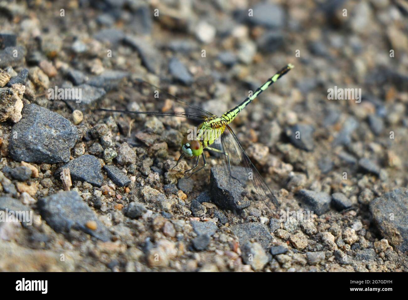 Orthetrum sabina, le skimmer mince ou faucon vert de marais, est une espèce de libellule de la famille des Libellulida. Nanded District, Maharashtra, Inde Banque D'Images