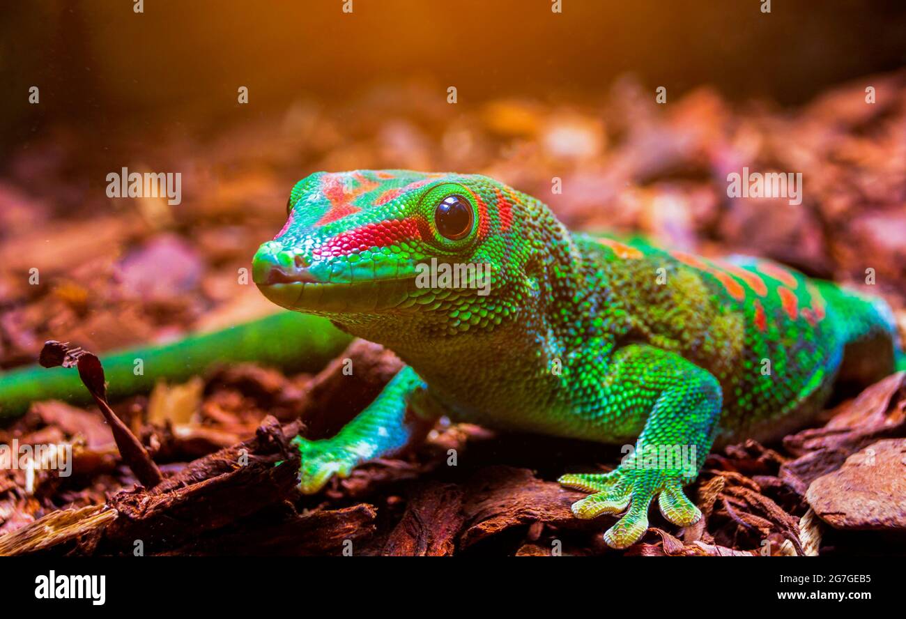 Madagascar Giant Day Forêt de Gecko. De beaux animaux dans une forêt naturelle. Banque D'Images