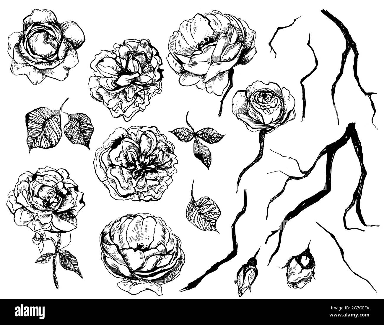 Ensemble de fleurs graphiques dessinées à la main avec roses, feuilles et brindilles. Éléments isolés sur fond blanc Banque D'Images