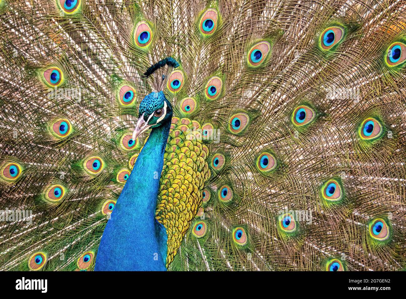 Portrait de belles plumes de paon avec Banque D'Images