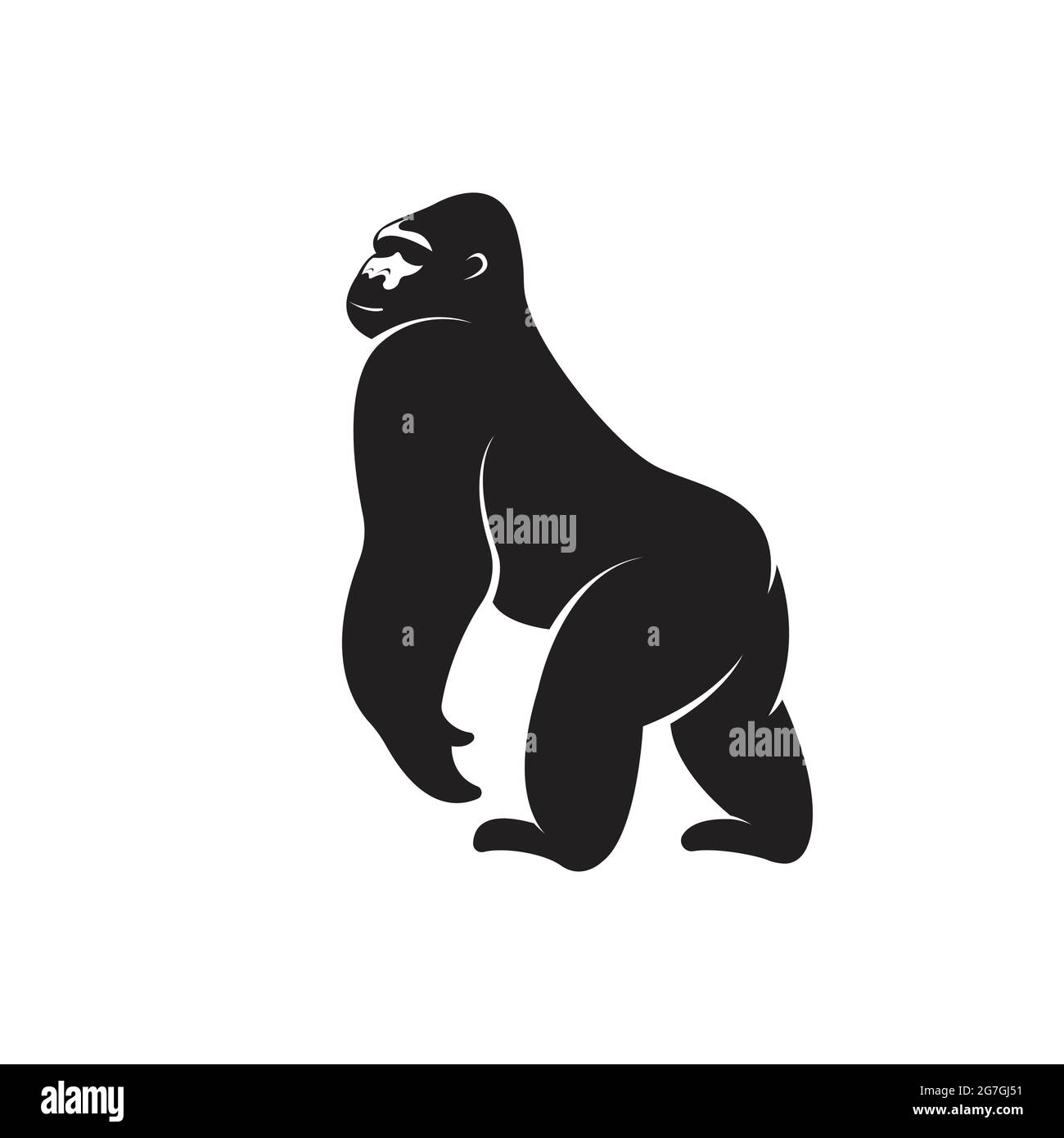 Vecteur de dessin de singe gorille sur fond blanc. Illustration vectorielle superposée facile à modifier. Animaux sauvages. Illustration de Vecteur