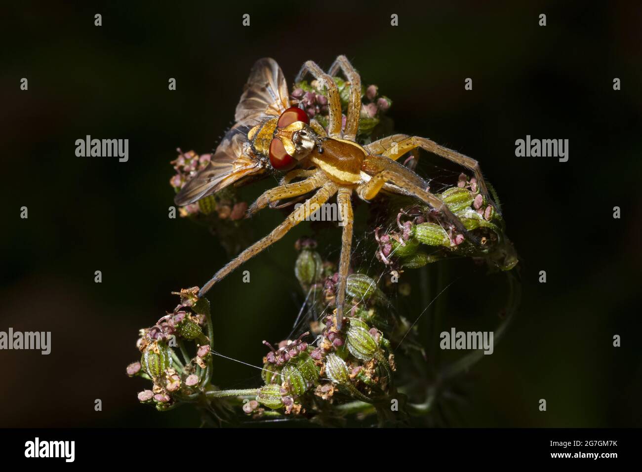 Photo macro de l'araignée de radeau Dolomedes fimbriatus avec toile d'araignée mangeant l'insecte de proie sur fleur en fleur dans la nature avec fond noir Banque D'Images