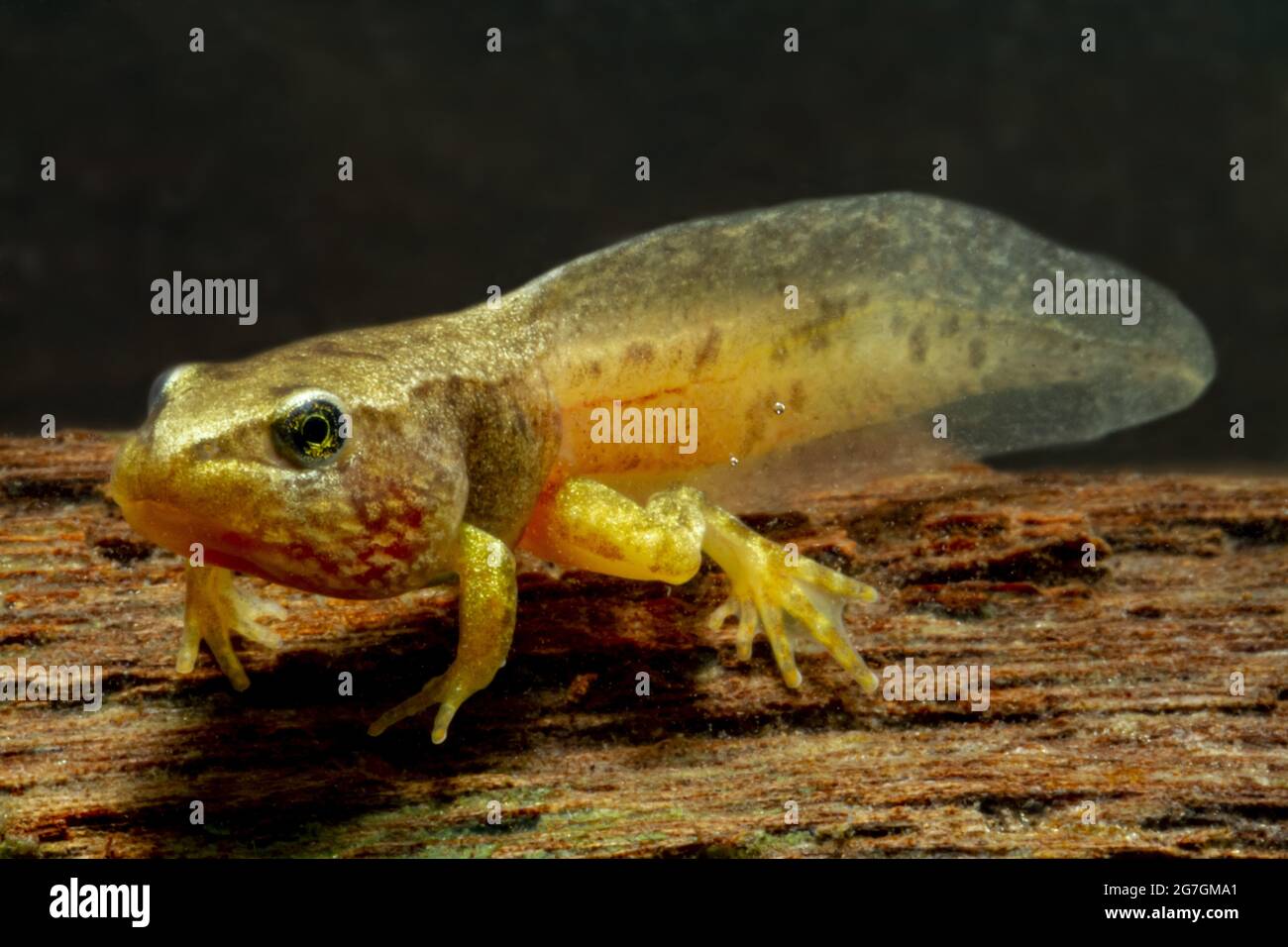 Icône du têtard de grenouille | Vecteur Premium