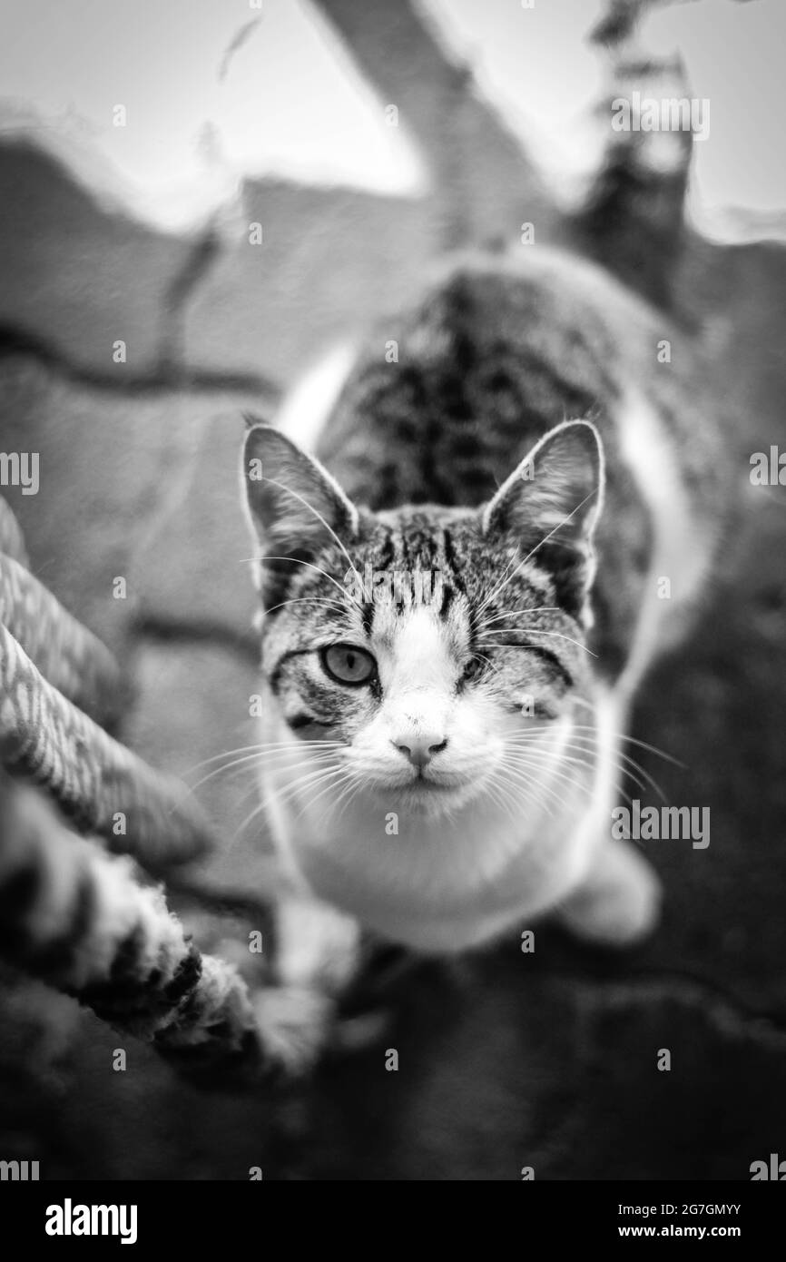 Prise de vue aérienne en noir et blanc de chat adulte avec un œil pris à un abri pour animaux Banque D'Images