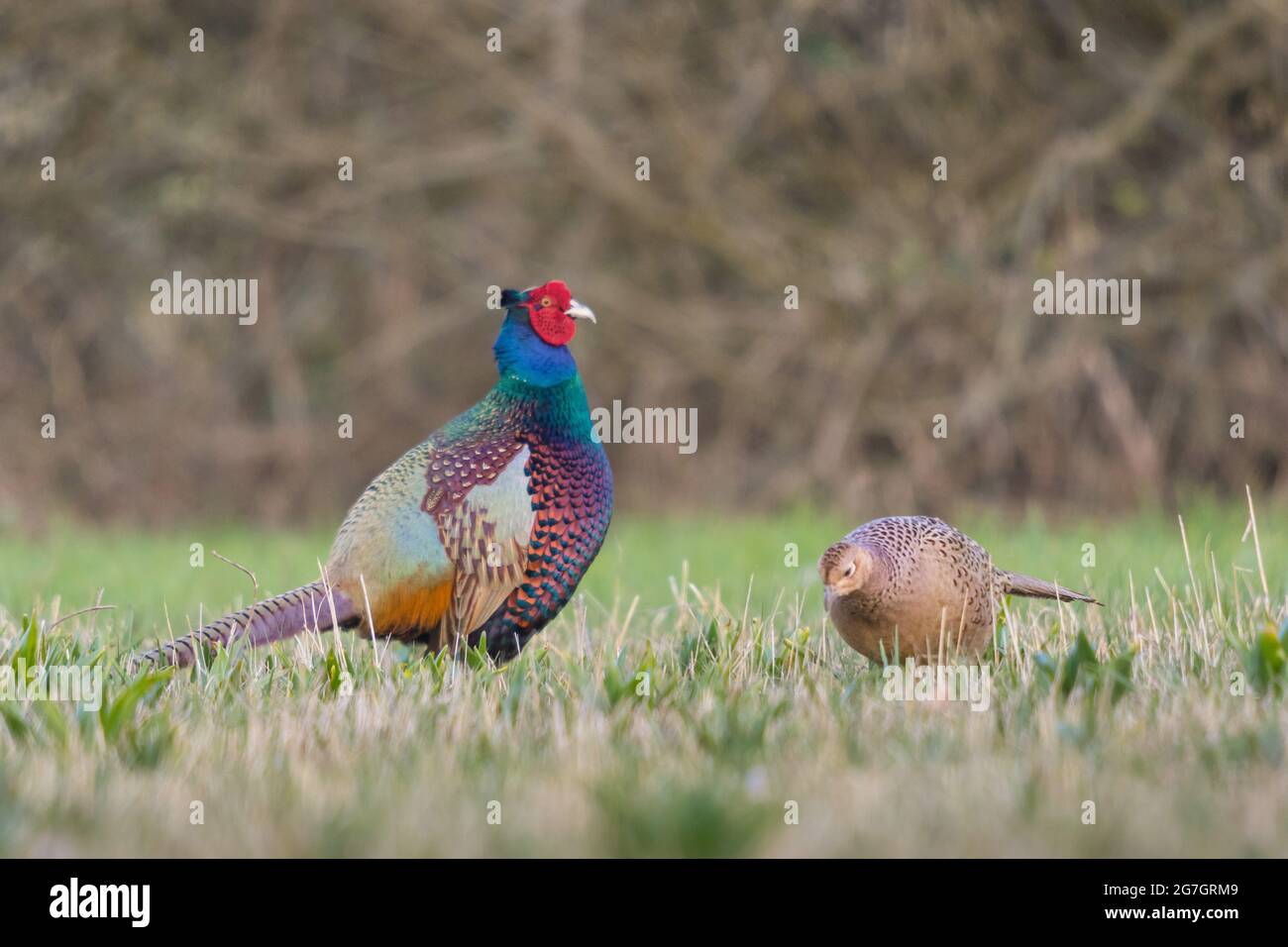 Faisan commun, faisan caucasien, faisan caucasien (Phasianus colchicus), mâle et femelle dans l'aliment du bétail, Suisse, Sankt Gallen Banque D'Images