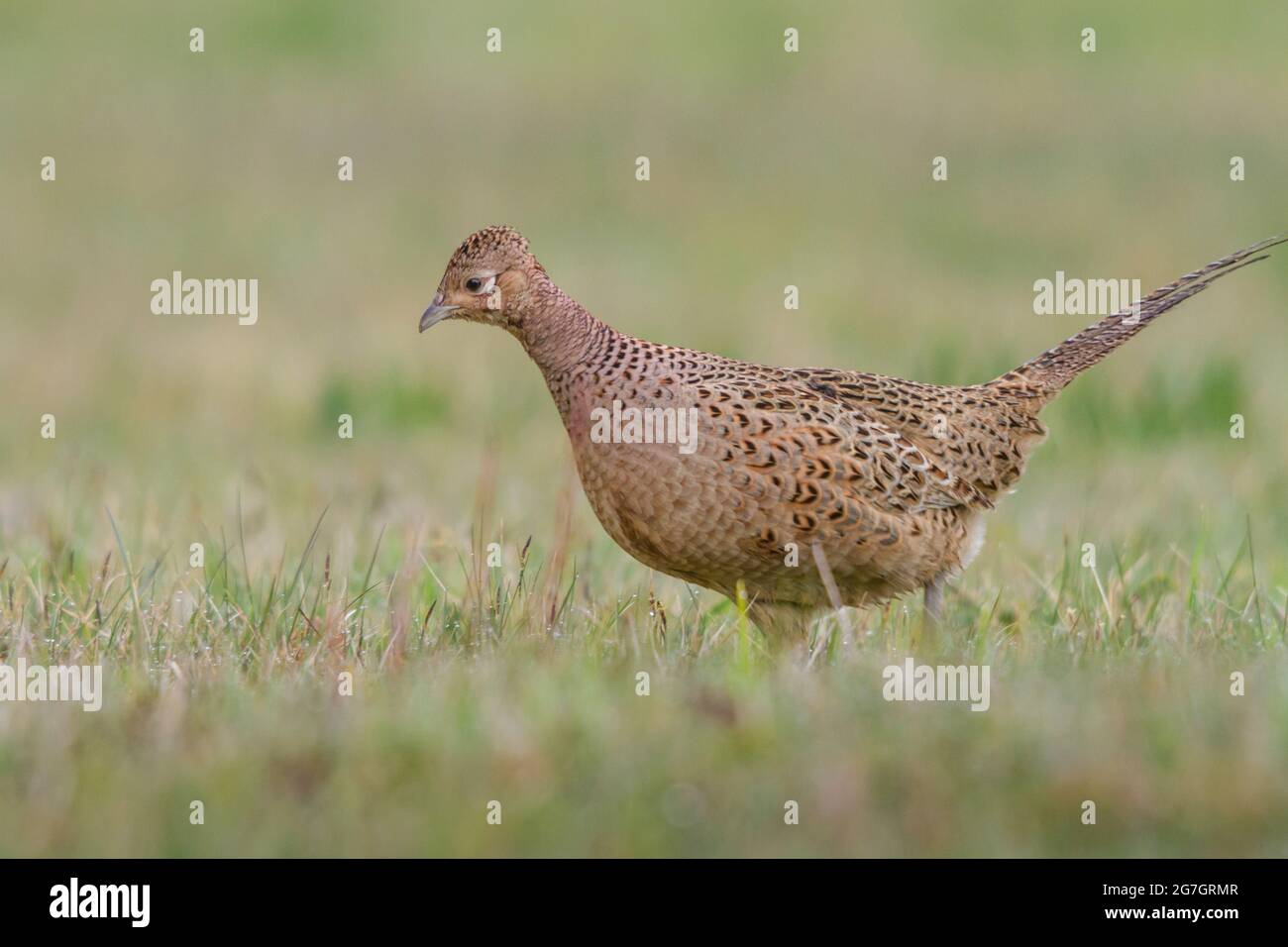 Faisan commun, faisan caucasien, faisan caucasien (Phasianus colchicus), femelle dans l'alimentation animale, Suisse, Sankt Gallen Banque D'Images