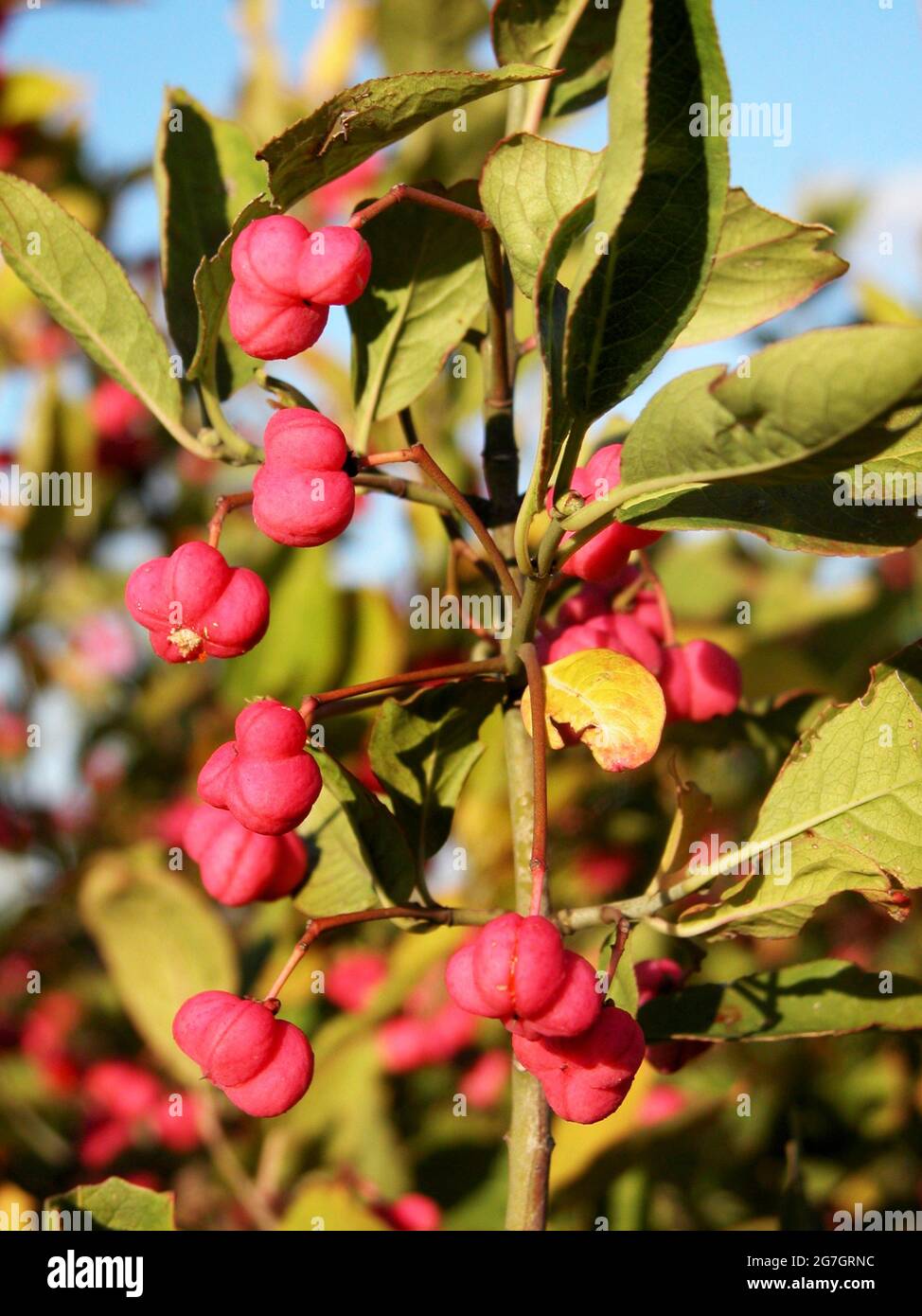 Axe-arbre européen (Euonymus europaea, Euonymus europaeus), fruits sur une branche, Autriche Banque D'Images