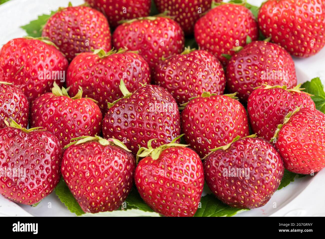 Fraise hybride, fraise de jardin (Fragaria x ananassa 'Malwina', Fragaria x anassa Malwina, Fragaria ananassa), fraises de cultivar Banque D'Images