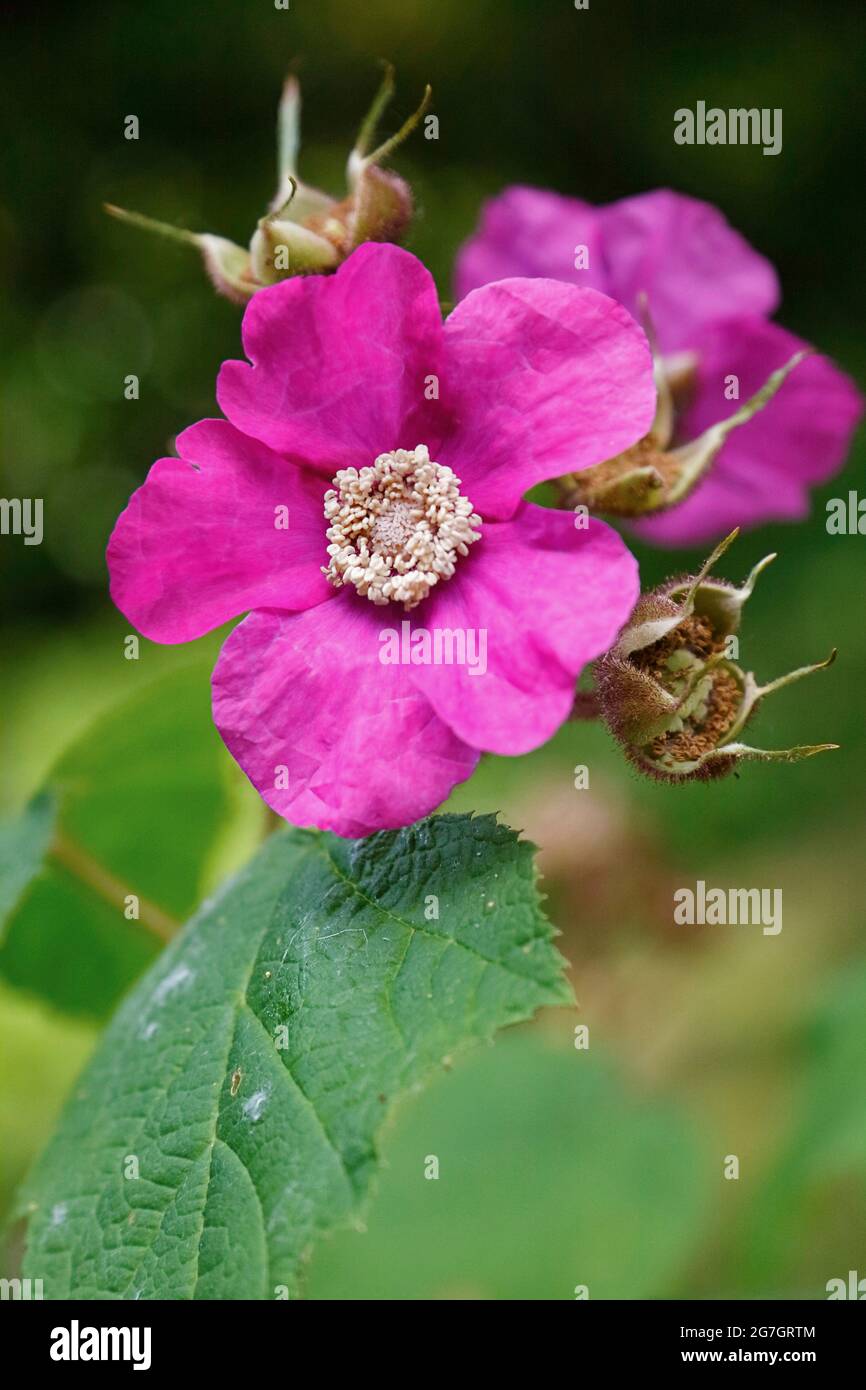Framboise florale, framboise à fleurs violettes, myrtille, framboise américaine (Rubus odoratus), fleurs Banque D'Images