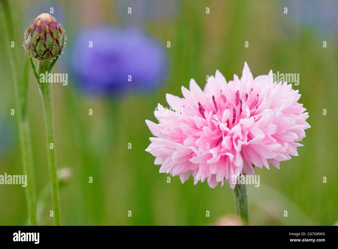 Bleuet, fleur de maïs (Centaurea cyanus), cultivar à fleurs de rose, Allemagne, Rhénanie-du-Nord-Westphalie Banque D'Images