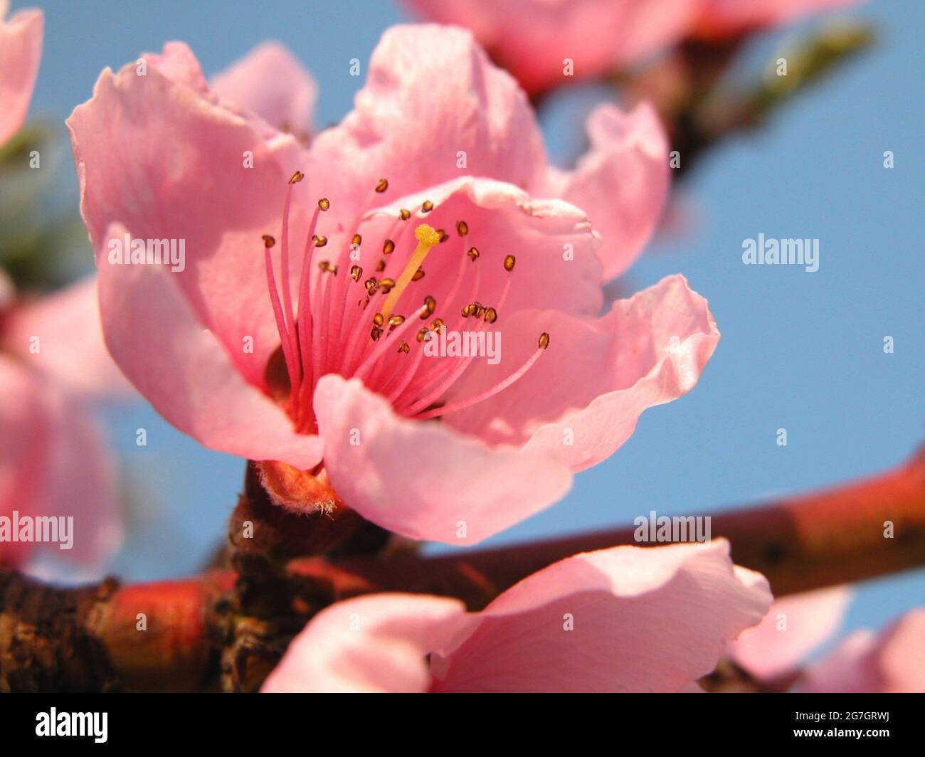 Pêche (Prunus persica), fleur de pêche, Autriche Banque D'Images