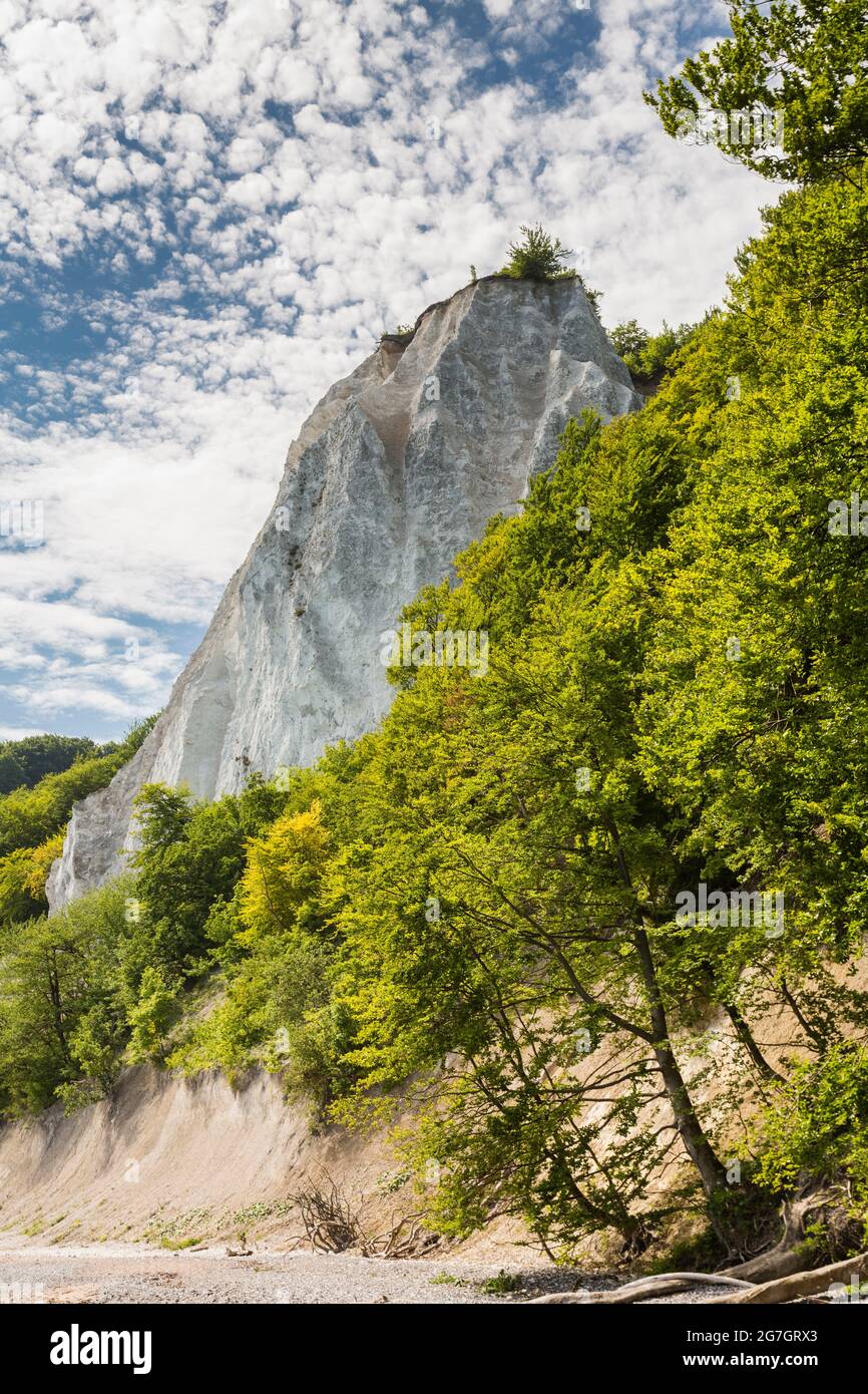 Koenigsstuhl (King's chair) sur la côte de craie de Ruegen, Mecklembourg-Poméranie occidentale, Ruegen, parc national de Jasmund Banque D'Images