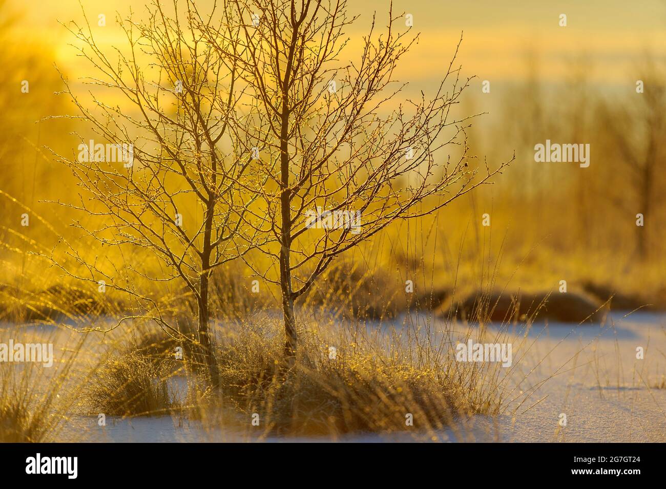 Jeune arbre dans la lande brumeux en hiver, Allemagne, Basse-Saxe, Goldenstedter Moor Banque D'Images