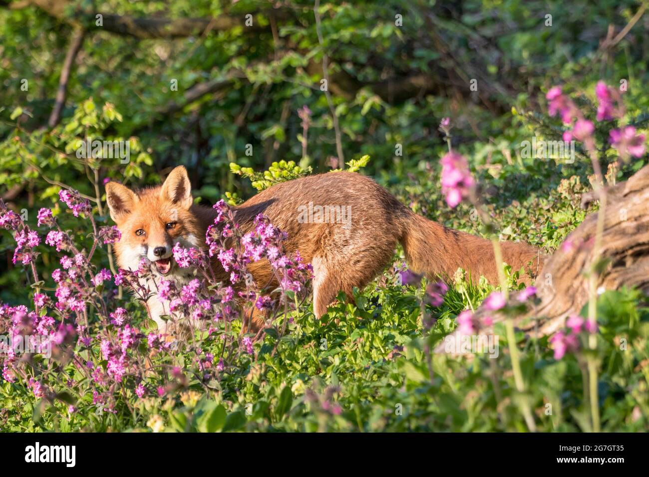 Renard rouge européen (Vulpes vulpes crucigera, Vulpes crucigera), à côté d'une racine et de campons rouges, Suisse, Sankt Gallen Banque D'Images