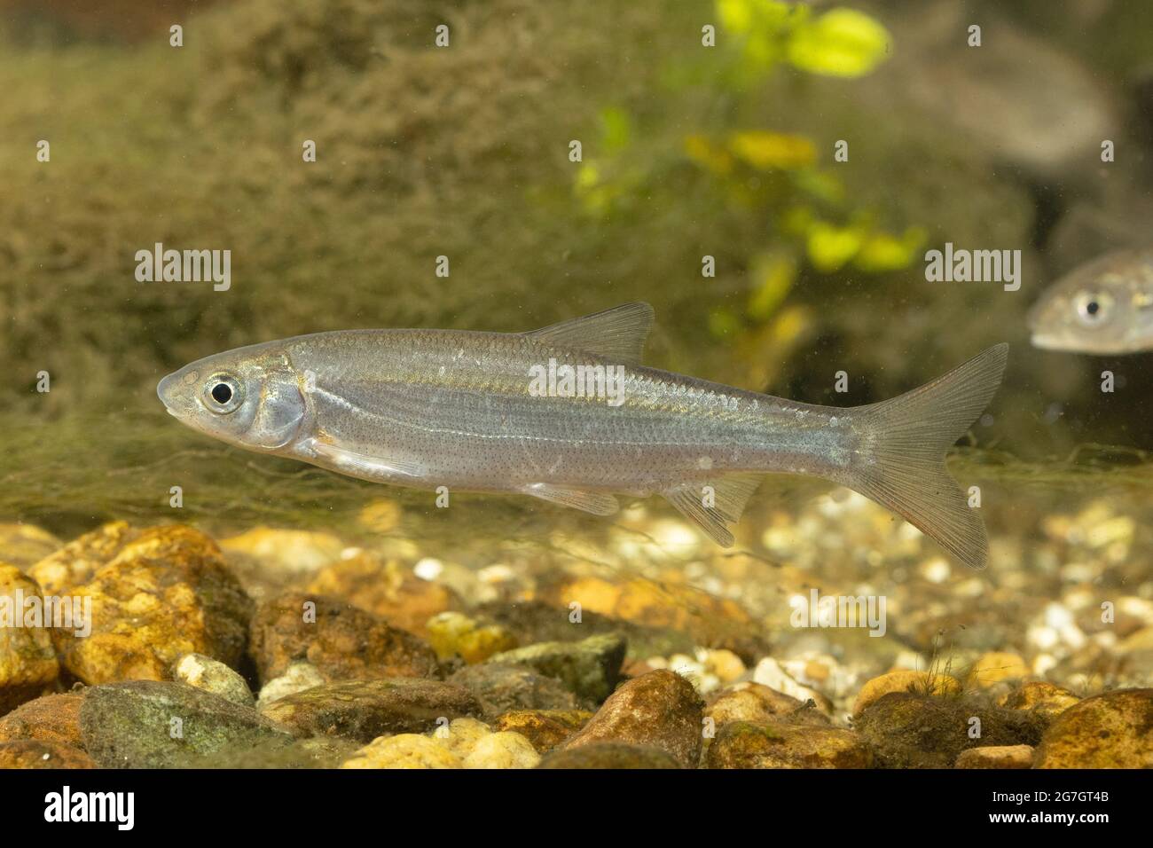 nase (Chondrostoma nasus), dans son premier été, en Allemagne Banque D'Images