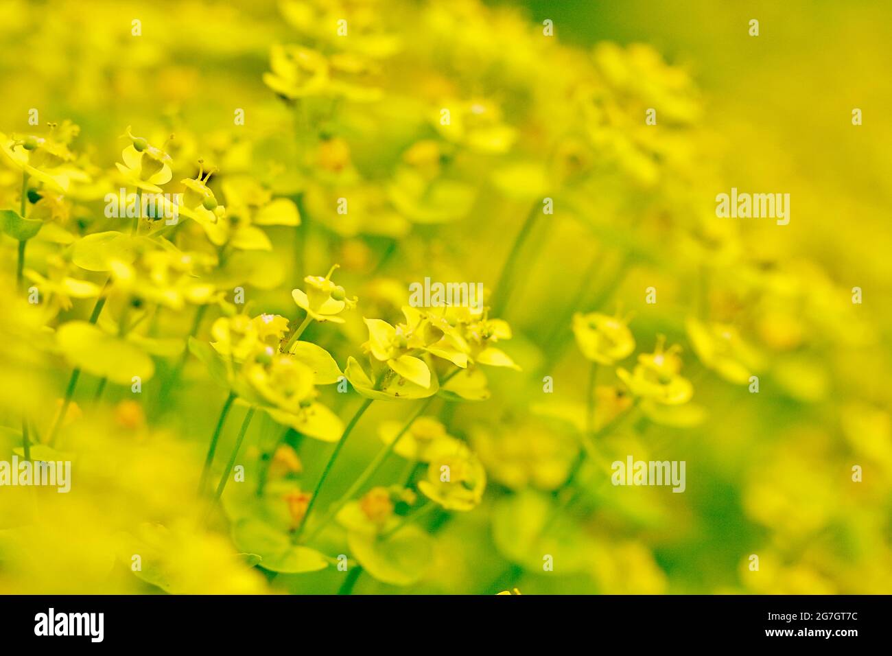 sphègne cyprès (Euphorbia cyparissias), floraison, Allemagne, Rhénanie-du-Nord-Westphalie Banque D'Images
