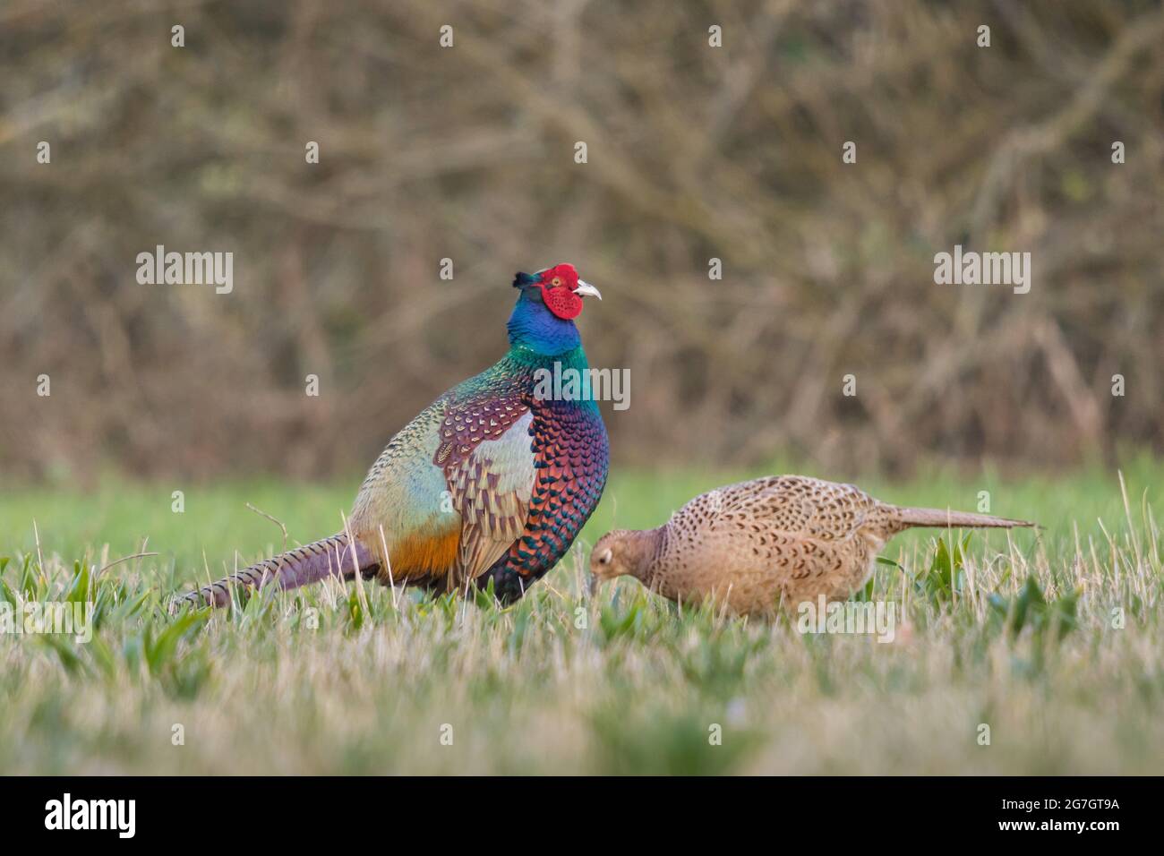 Faisan commun, faisan caucasien, faisan caucasien (Phasianus colchicus), mâle et femelle dans l'aliment du bétail, Suisse, Sankt Gallen Banque D'Images