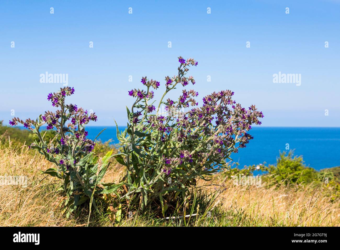 Bugloss commun, alcanet commun (Anchusa officinalis), floraison sur la côte de la mer Baltique, Allemagne, Hiddensee, NSG Dornbusch Banque D'Images