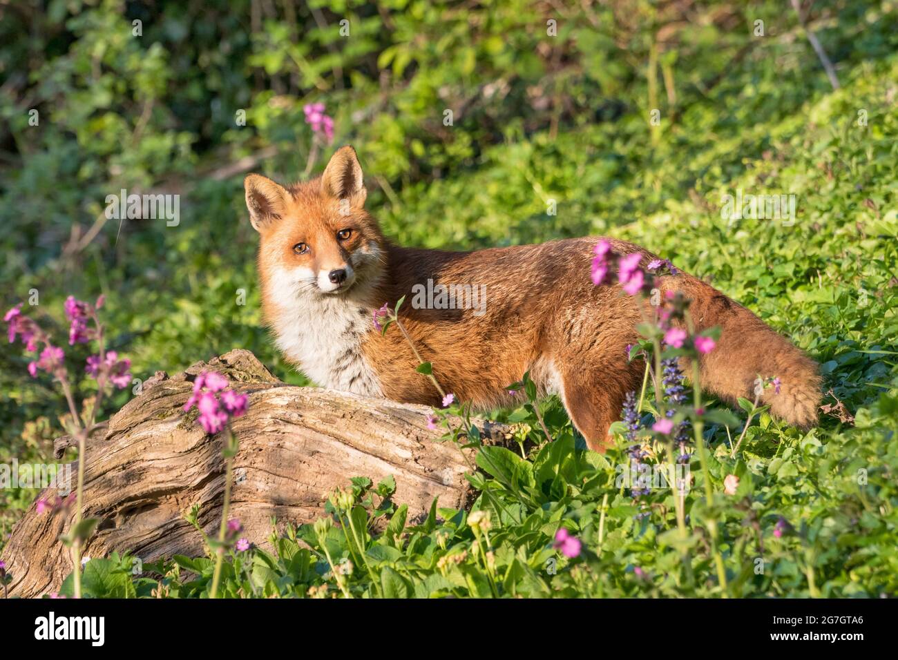 Renard rouge européen (Vulpes vulpes crucigera, Vulpes crucigera), à côté d'une racine et de campons rouges, Suisse, Sankt Gallen Banque D'Images