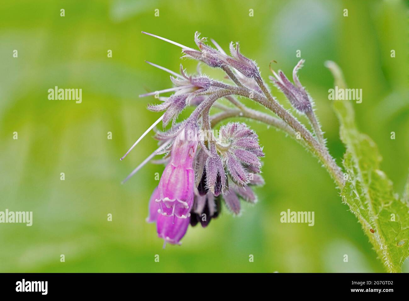 Comfrey commun (Symphytum officinale), inflorescence, Allemagne, Rhénanie-du-Nord-Westphalie Banque D'Images