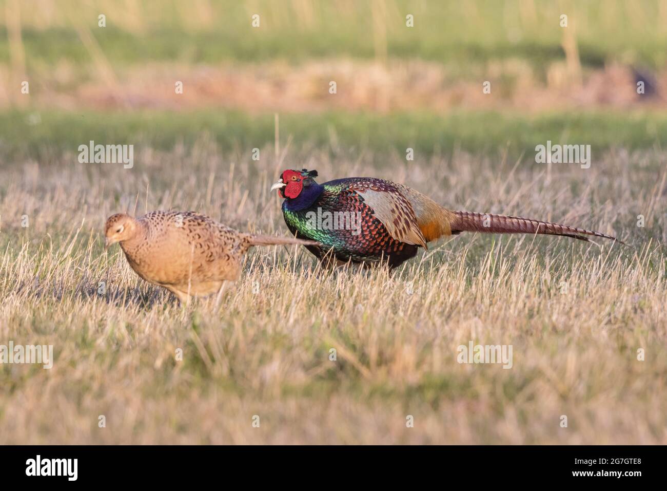 Faisan commun, faisan caucasien, faisan caucasien (Phasianus colchicus), mâle et femelle dans l'aliment du bétail, Suisse, Sankt Gallen Banque D'Images