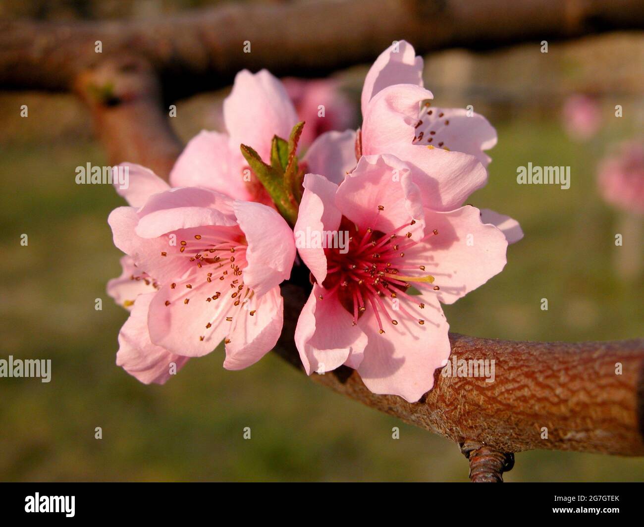 Pêche (Prunus persica), fleurs de pêche, Autriche Banque D'Images