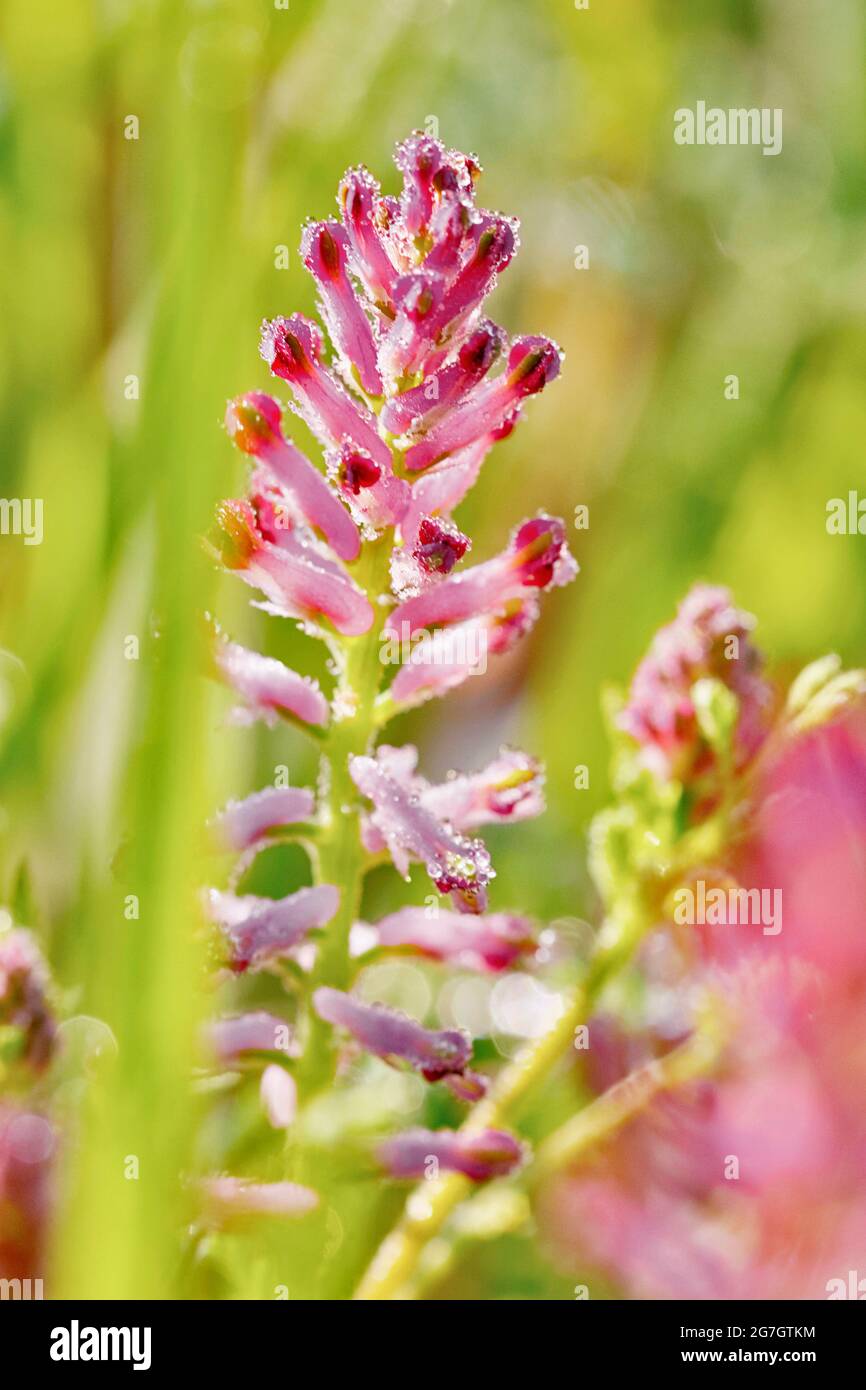 Fumante commune, fumante de drogue (Fumaria officinalis), inflorescence, Allemagne, Rhénanie-du-Nord-Westphalie Banque D'Images