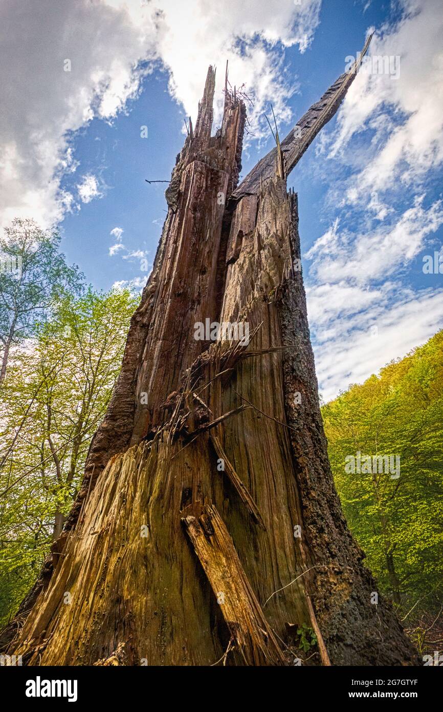 Épinette de Norvège (Picea abies), tronc d'arbre brisé, Allemagne, Rhénanie-du-Nord-Westphalie Banque D'Images