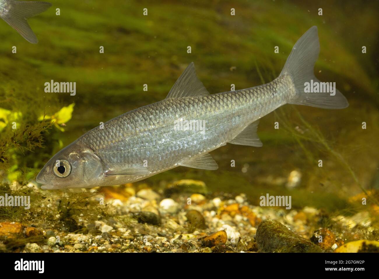 Nace (Leuciscus leuciscus), au-dessus des cailloux, Allemagne Banque D'Images