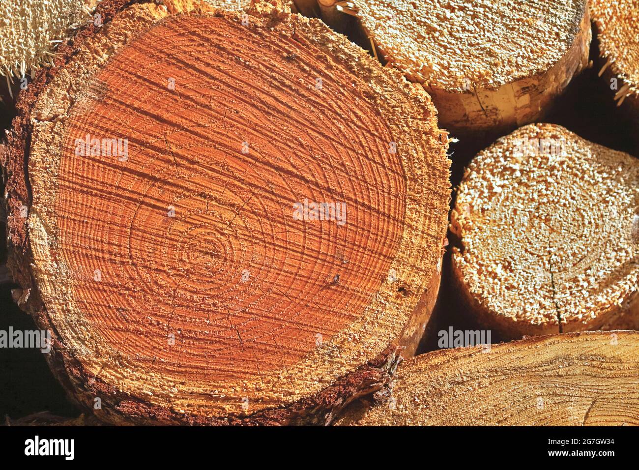 PIN écossais, PIN écossais (Pinus sylvestris), coupe transversale d'un tronc, Allemagne, Rhénanie-du-Nord-Westphalie Banque D'Images