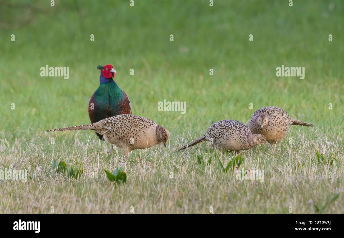 Faisan commun, faisan caucasien, faisan caucasien (Phasianus colchicus), mâle et trois femelles, Suisse, Sankt Gallen Banque D'Images