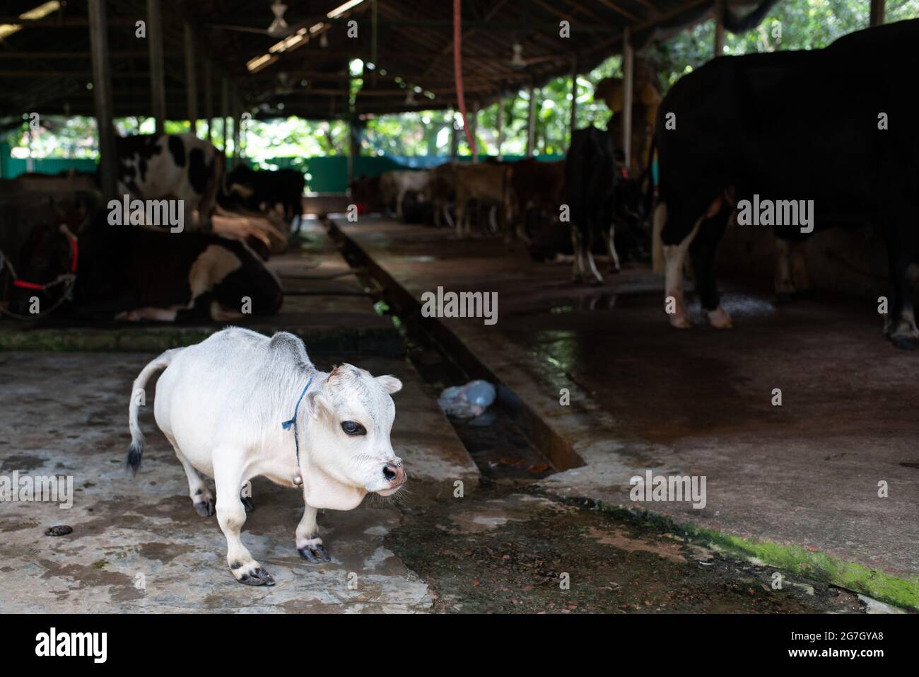 Une vache blanche naine nommée Rani est saluée comme la plus petite vache du monde, se trouve à Nabinagar, en périphérie de Dhaka, au Bangladesh. Elle mesure 57 livres, 27 pouces de large et 20 pouces de haut. Le propriétaire a demandé au Livre Guinness des records et espère que Rani brisera le record de la plus petite vache du monde. (Photo de Fatima-Tuj-Johora/Sipa USA) Banque D'Images